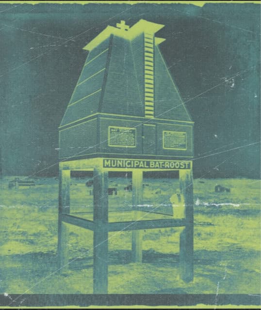 Municipal Bats