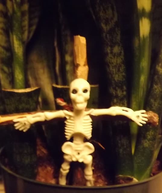 Jotek